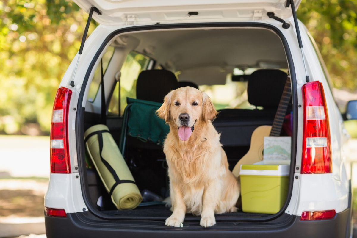 Voyager en voiture avec votre chien, attachez-le pour la sécurité