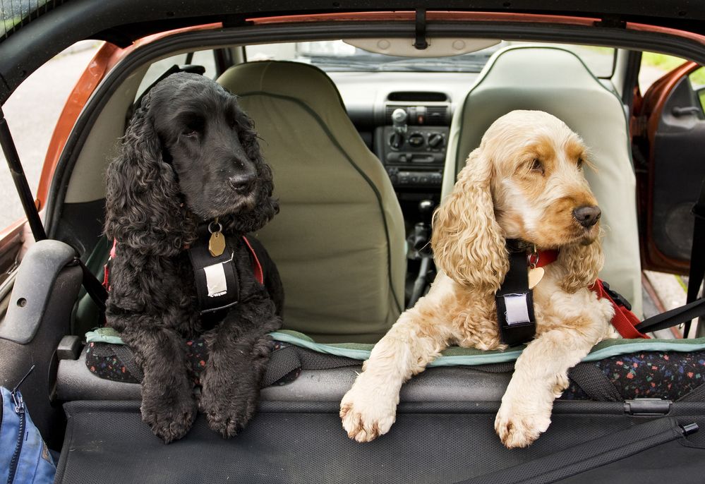 Acheter Housse de siège de voiture pour animaux de compagnie SUV